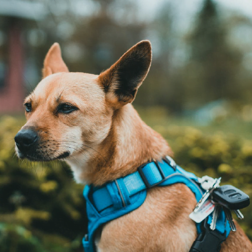 Pet Products Brands in India 2024