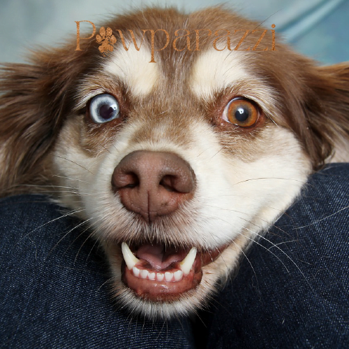 Pet Products Brands in India 2024