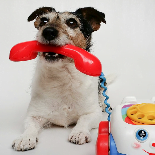 Pet Products Brands in India 2024