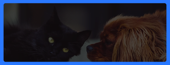 Quality Choices for Your Furry Friends